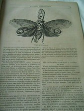 Fulgore Porte-lanterne