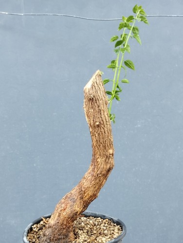 Bonsaï bougainvillier 12 - 48, x