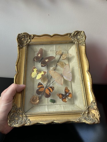 Cadre entomologie insectes - entomologie,