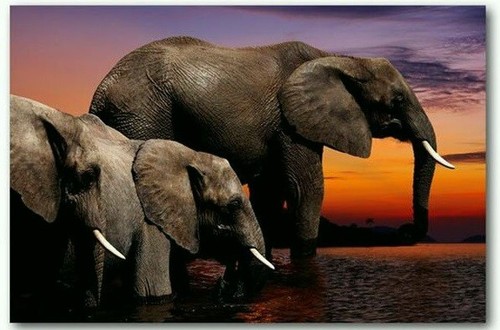 Cadre tableau toile eléphant - cadre,
