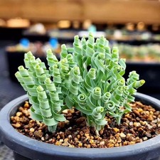 100 seeds albuca concordiana - 100,