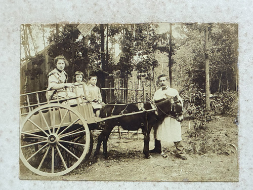 Photo ancienne cheval