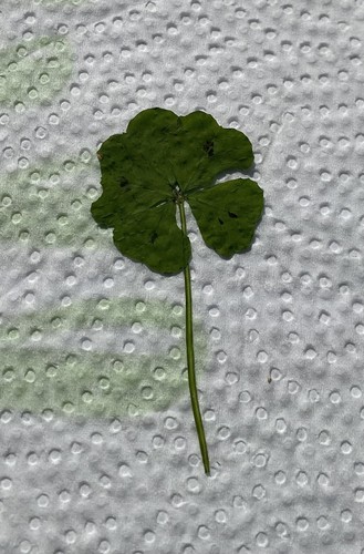 Trèfle feuilles rare - 5,