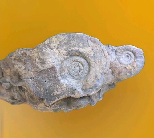 Very rare platyclymenia - very, &