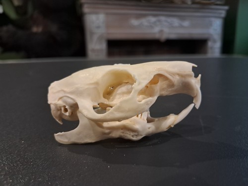 Crâne cochon inde - de, d'inde
