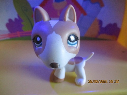 Petshop chien bull terrier - petshop,