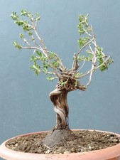 Bonsaï Thym Méditerranéen