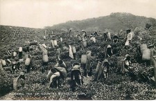 ASIE SRI LANKA CEYLON  plucking Tea up country estate