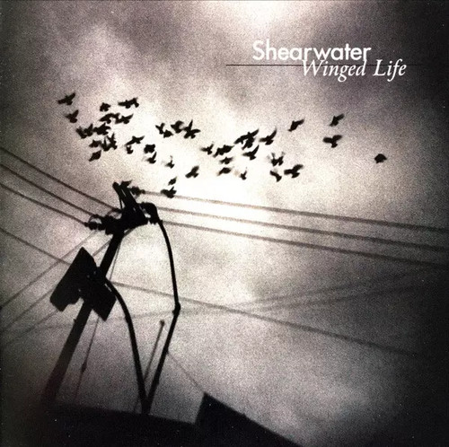 Winged life shearwater - winged, life,