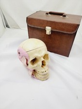 Vintage Somso Anatomical Human