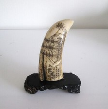 Tres jolie dent de cachalot ou