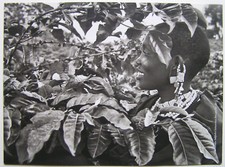 SEBASTIAO SALGADO  - Carton d invitation - 2015