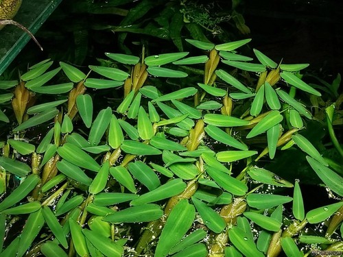 Hygroryza aristata 5 - aristata,