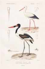 Stork Storch Ciconia