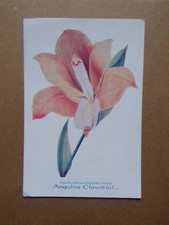 § carte ORCHIDÉE  Anguloa