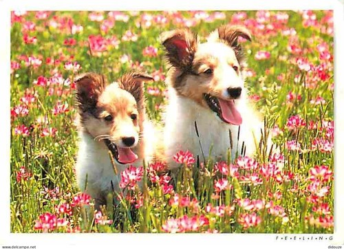 Carte postale animaux - carte,