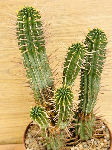 Euphorbia ferox pot - ferox,, cm