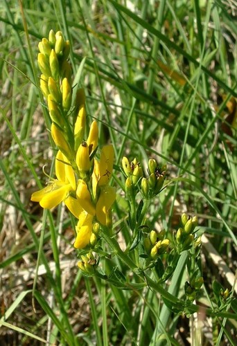 Graines genista tinctoria - 3,