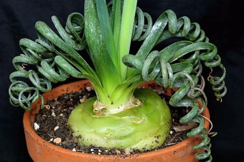 Rare frizzle sizzle plant - frizzle,