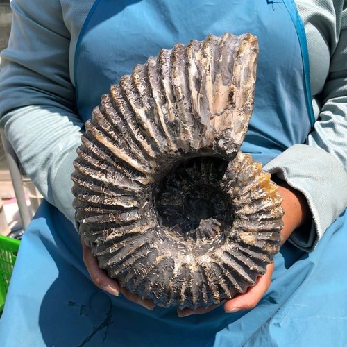84lb natural ribbed ammonite - natural,