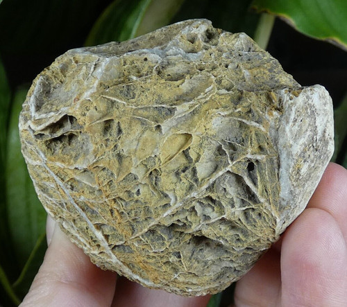 Minéral fossile à - fossile,