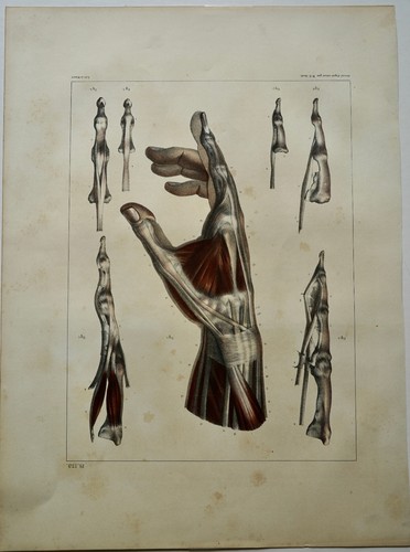 Bourgery jacob anatomie 1844 - bourgery,