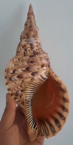 Curiosité taxidermie - ,,