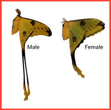 LEPIDOPTERA Argema mittrei - Madagascar - Unmounted Comet Moth Fresh Pair .....!