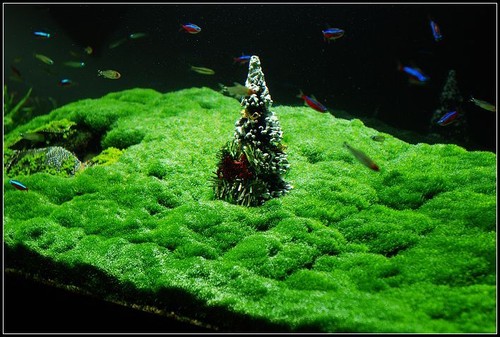 Hemianthus callitrichoides
