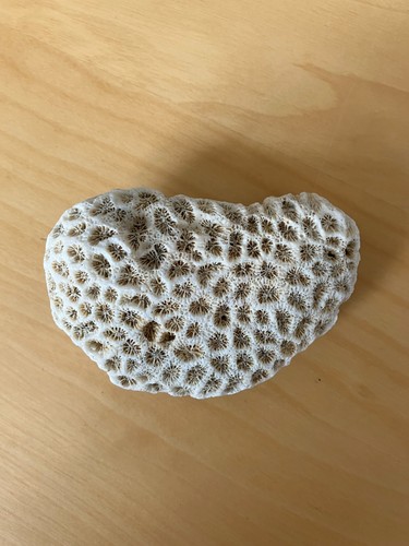 Corail cerveau blanc - cerveau,