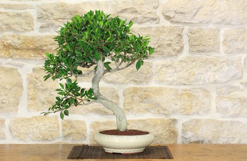 Bonsaï ficus retusa - ficus,