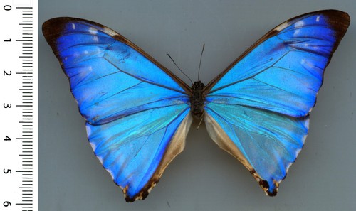 Morphidae morpho zephyritis - -,