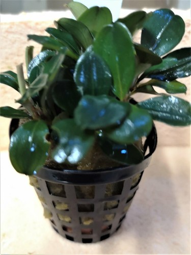Bucephalandra theia plante - bucephalandra,