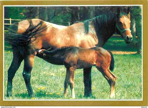 Carte postale animaux - carte,