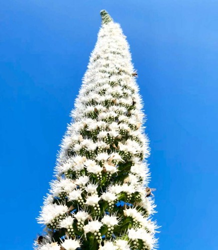 Echium simplex seeds graines - echium,