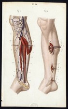 Cabinet de curiosité planche