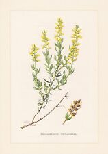 Genista Germanica - Impression