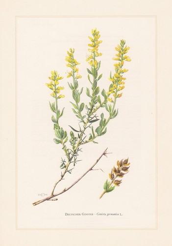 Genista germanica impression - genista,