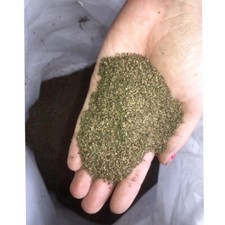 Graines d'ortie (Urtica