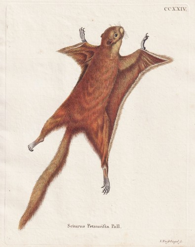Riesengleithörnchen