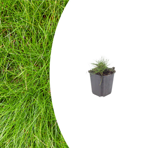 Festuca gautieri balançoire - -,