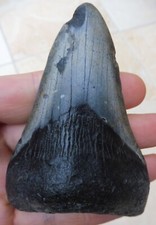 Megalodon Dent - 9.8cm (9.75