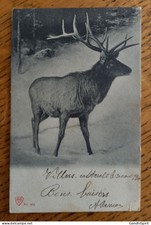 Chasse à Courre de Villers