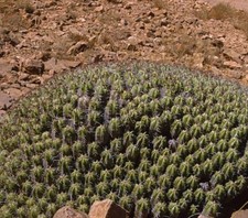 Euphorbia resinifera 10cm