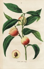 Avant-Pêche Pêche Pêche