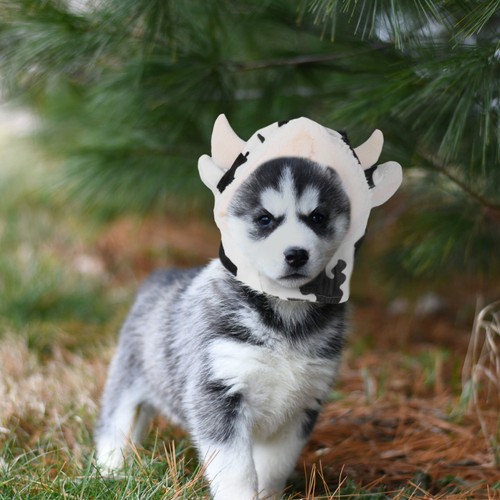 Casquette pour animaux - ,