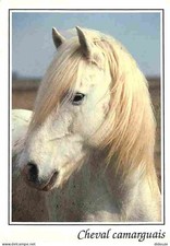 Animaux - Chevaux - Camargue - Portrait de Cheval - Camarguais - Voir Scans Rect