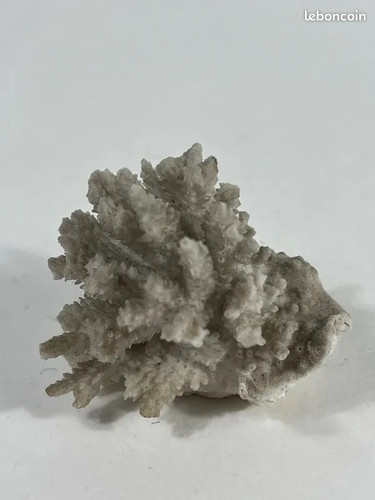 Grappe corail blanc - grappe,