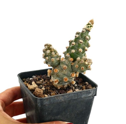 Tephrocactus molinensis - ,