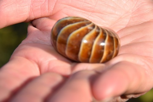 Cymatoceras sakalavus albien - cymatoceras,